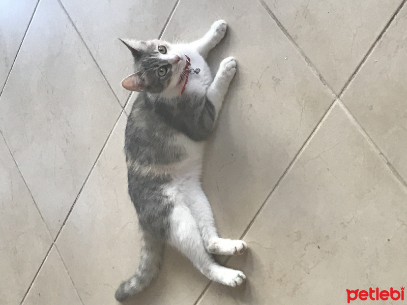 Tekir Kedi, Kedi  Bella fotoğrafı