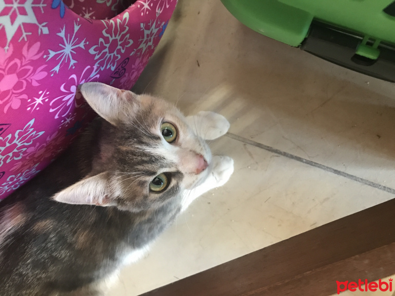 Tekir Kedi, Kedi  Bella fotoğrafı