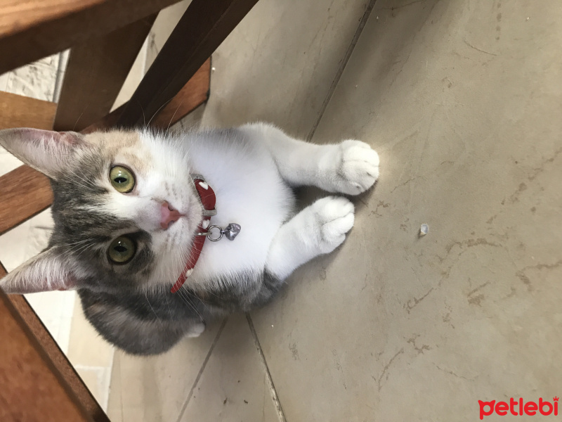 Tekir Kedi, Kedi  Bella fotoğrafı
