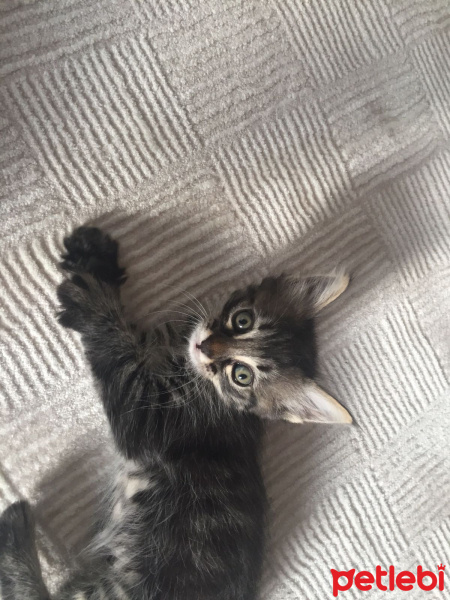 Tekir Kedi, Kedi  sevimli minnoşlar fotoğrafı