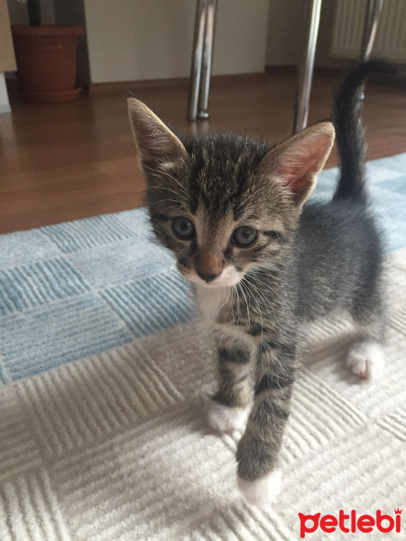 Tekir Kedi, Kedi  sevimli minnoşlar fotoğrafı