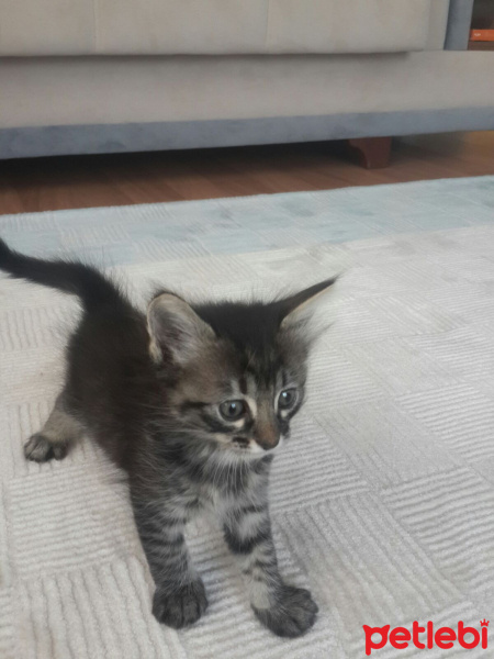 Tekir Kedi, Kedi  sevimli minnoşlar fotoğrafı
