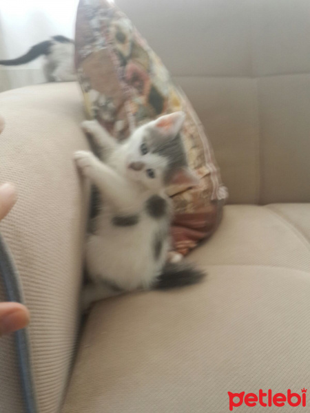 Tekir Kedi, Kedi  sevimli minnoşlar fotoğrafı