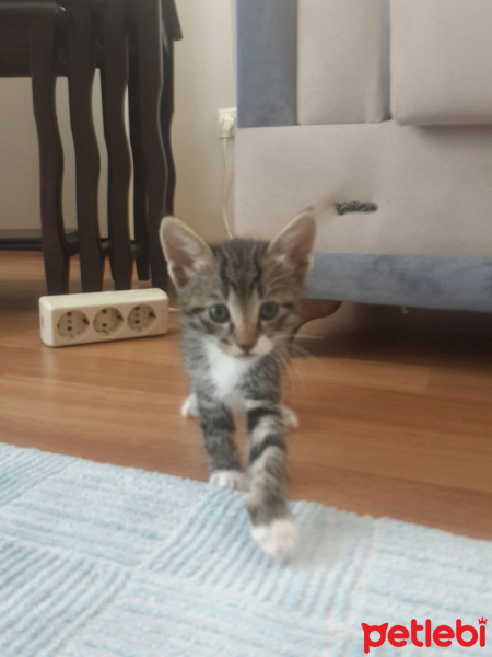 Tekir Kedi, Kedi  sevimli minnoşlar fotoğrafı