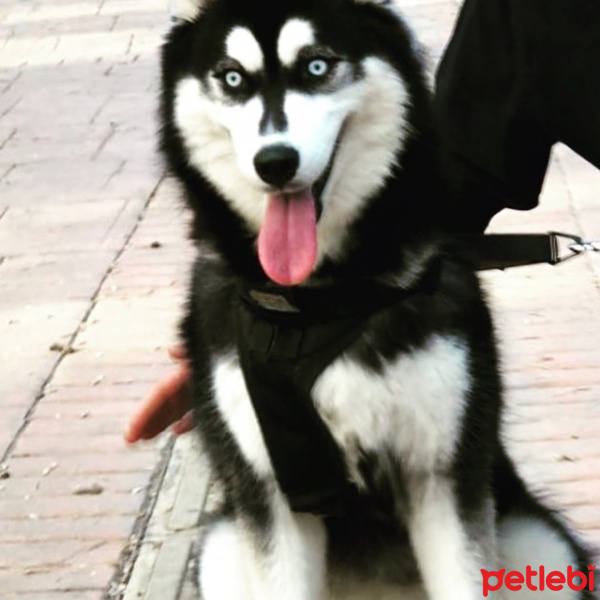 Sibirya Kurdu (Husky), Köpek  Arwen  fotoğrafı