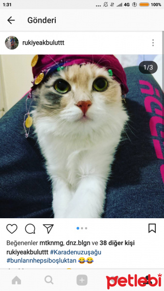 Chinchilla, Kedi  Aşure fotoğrafı