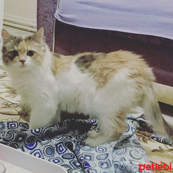 Chinchilla, Kedi  Aşure fotoğrafı