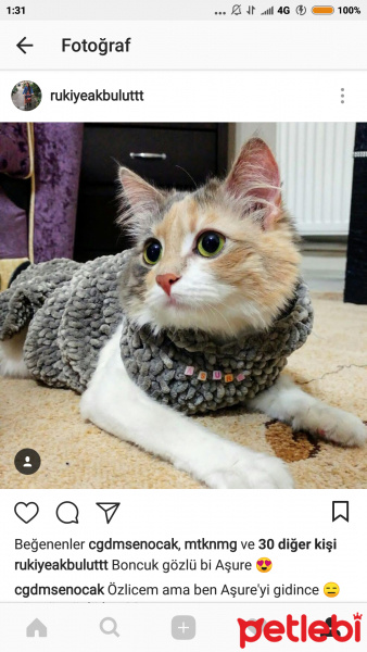 Chinchilla, Kedi  Aşure fotoğrafı