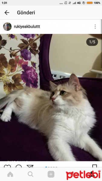 Chinchilla, Kedi  Aşure fotoğrafı
