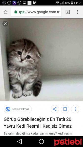 American Keuda, Kedi  Ceku fotoğrafı