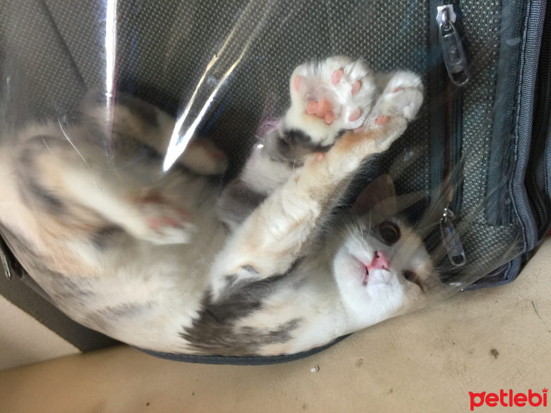 Tekir Kedi, Kedi  Kali fotoğrafı