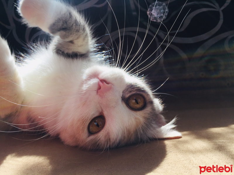 Tekir Kedi, Kedi  Kali fotoğrafı