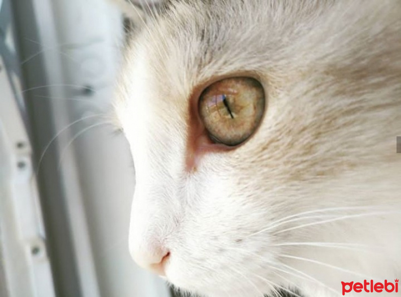 Tekir Kedi, Kedi  Kali fotoğrafı