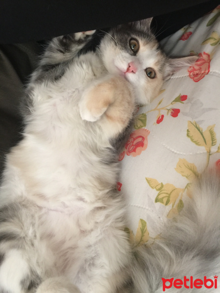 Tekir Kedi, Kedi  Kali fotoğrafı