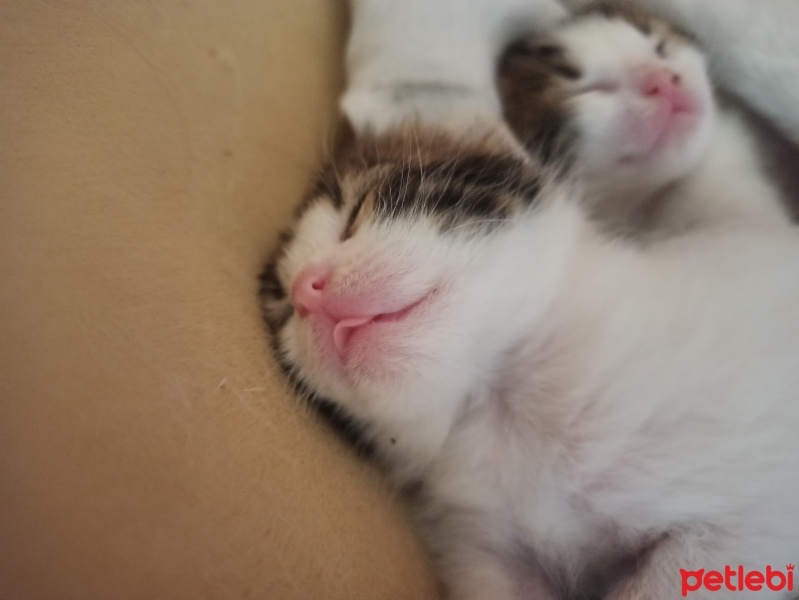 Tekir Kedi, Kedi  Kali fotoğrafı