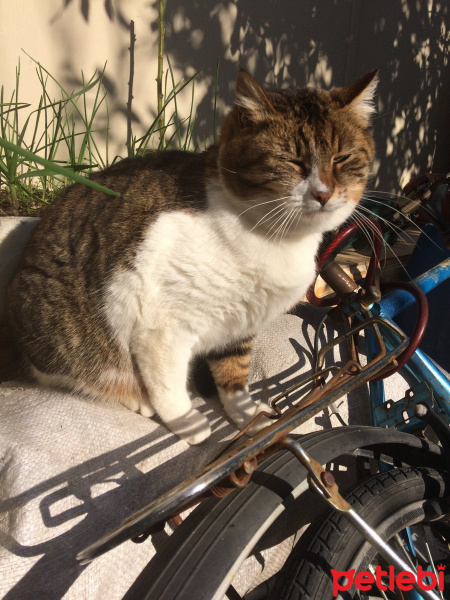 Tekir Kedi, Kedi  Minnoş fotoğrafı
