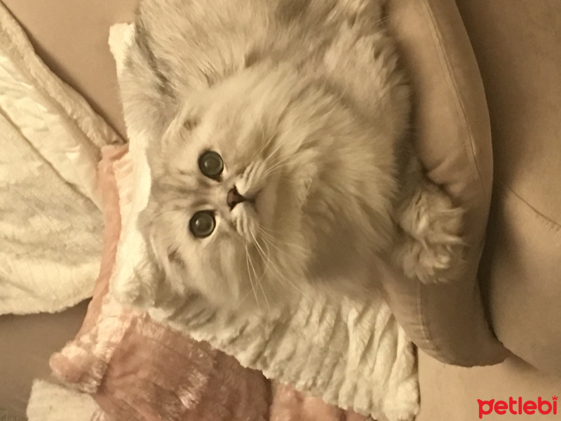 British Shorthair, Kedi  pisa fotoğrafı