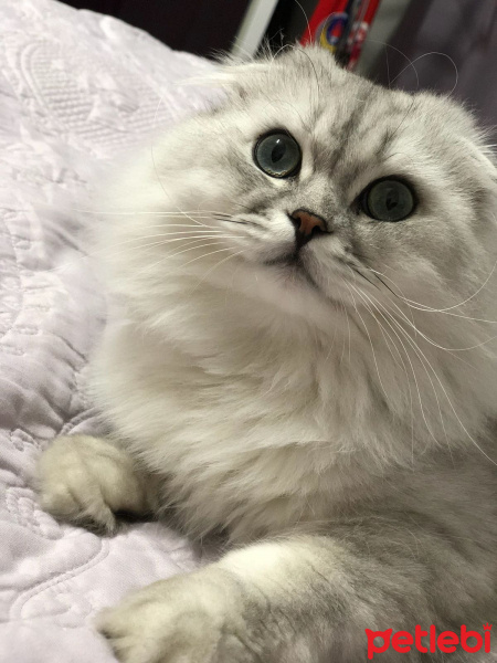 British Shorthair, Kedi  pisa fotoğrafı