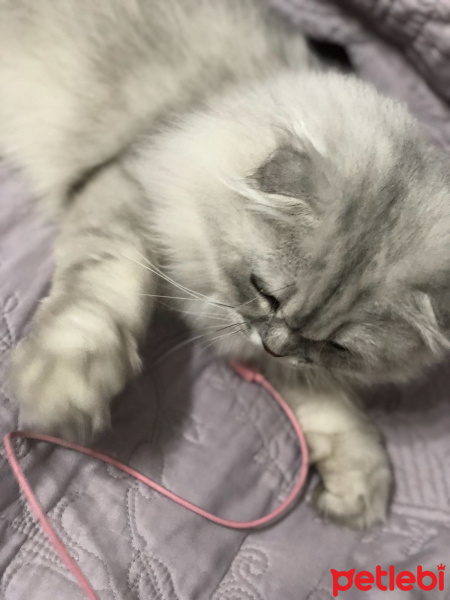 British Shorthair, Kedi  pisa fotoğrafı