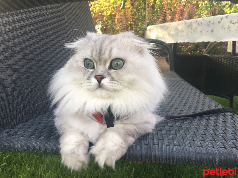 British Shorthair, Kedi  pisa fotoğrafı