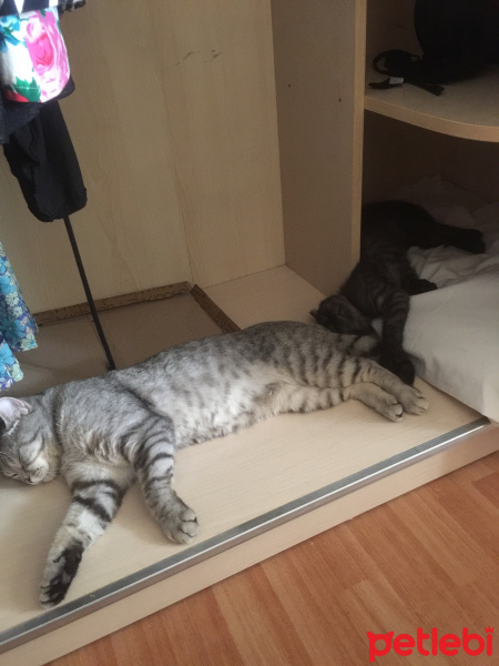 British Shorthair, Kedi  Ares fotoğrafı