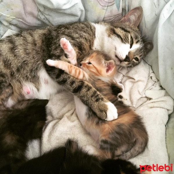 Tekir Kedi, Kedi  MİNİĞİM fotoğrafı