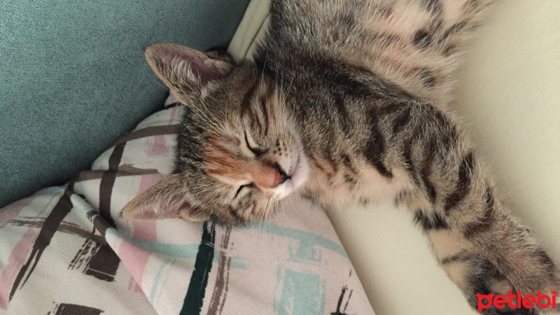 Tekir Kedi, Kedi  Ice fotoğrafı