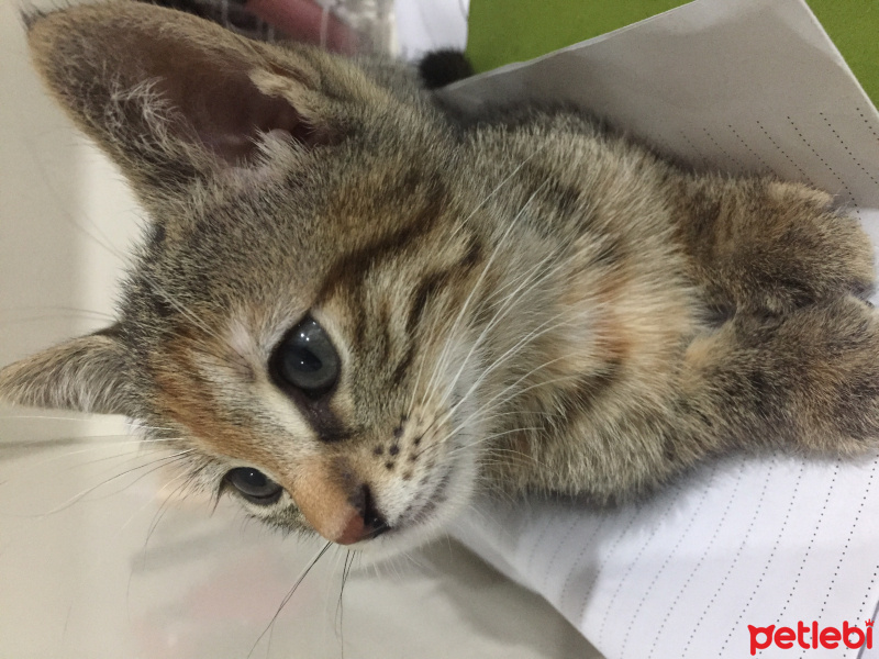 Tekir Kedi, Kedi  Ice fotoğrafı