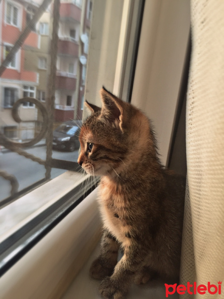 Tekir Kedi, Kedi  Ice fotoğrafı