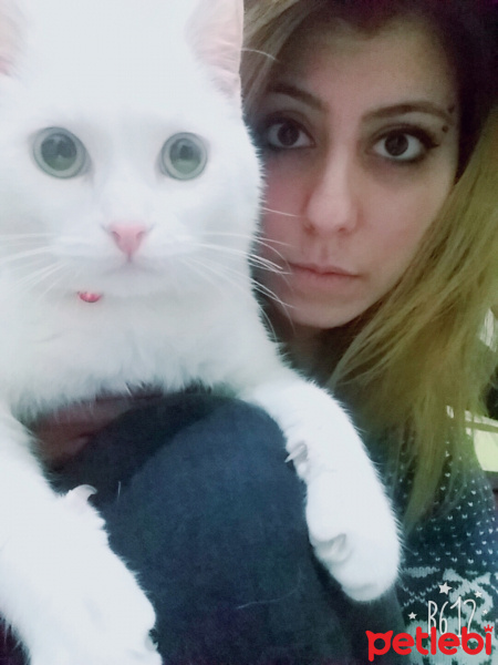 Van Kedisi, Kedi  Çaki fotoğrafı