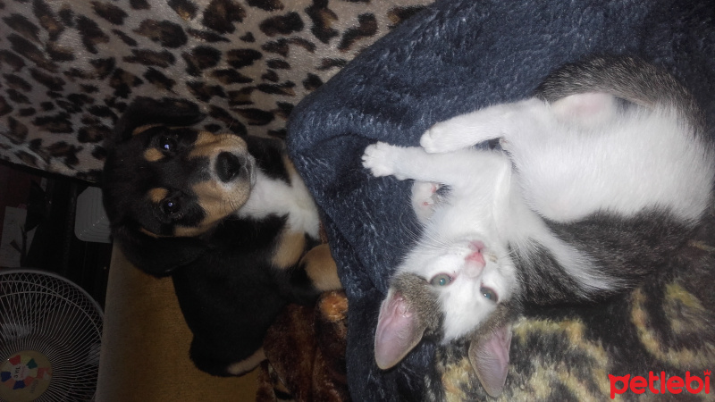 Tekir Kedi, Kedi  Candy fotoğrafı