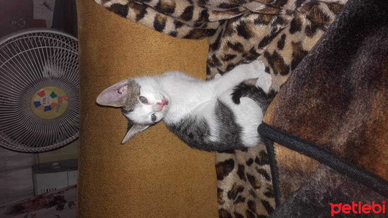 Tekir Kedi, Kedi  Candy fotoğrafı