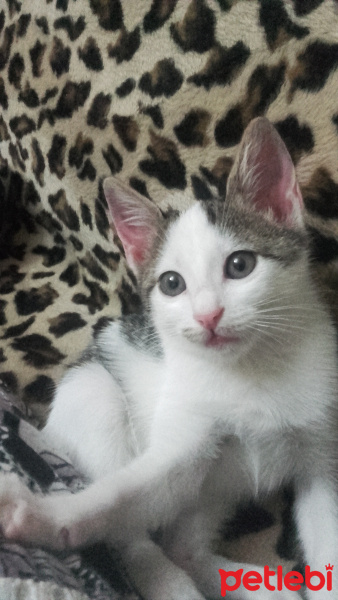Tekir Kedi, Kedi  Candy fotoğrafı