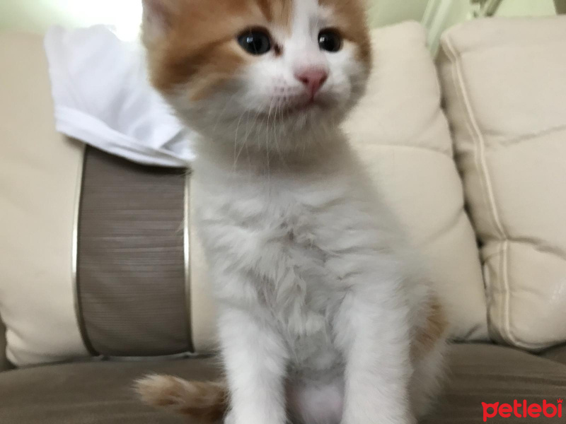 Tekir Kedi, Kedi  Keyçun fotoğrafı