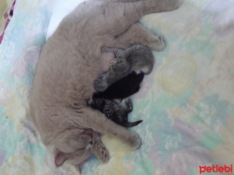 American Shorthair, Kedi  Salep fotoğrafı