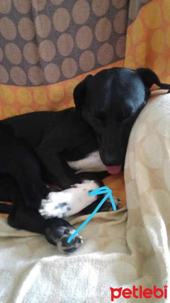 Sokö (Sokak Köpeği), Köpek  Kuzu fotoğrafı