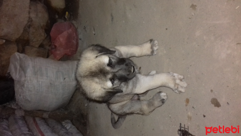 Kangal, Köpek  şapal fotoğrafı