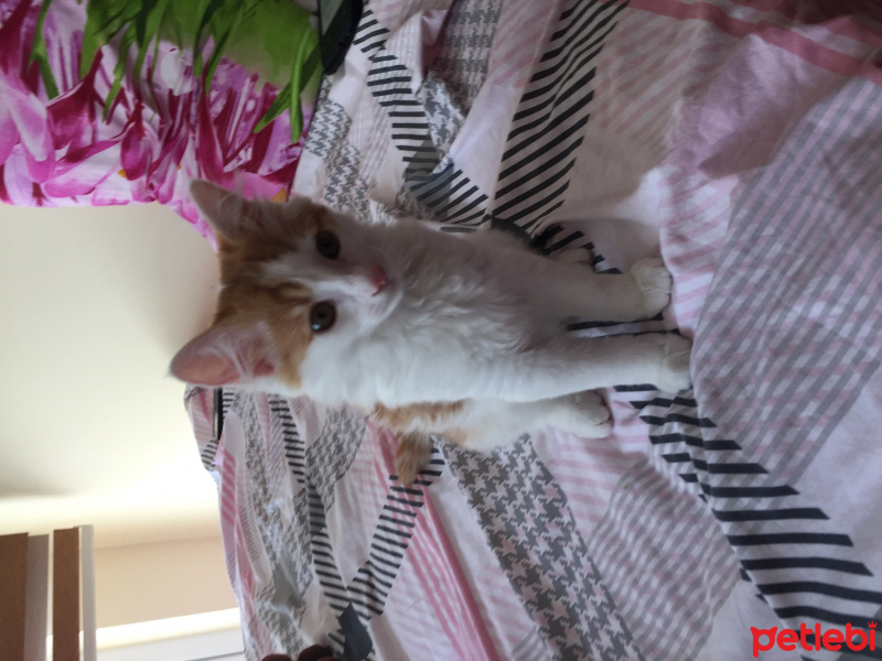 Tekir Kedi, Kedi  Mesi fotoğrafı