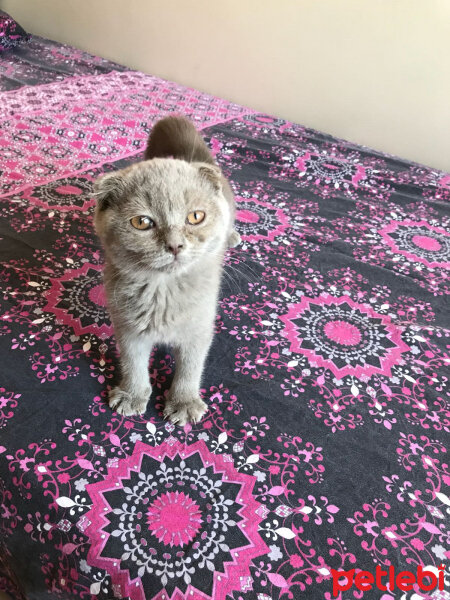 Scottish Fold, Kedi  Duman fotoğrafı