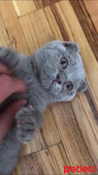 Scottish Fold, Kedi  Duman fotoğrafı