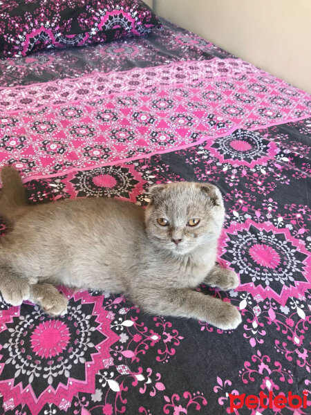 Scottish Fold, Kedi  Duman fotoğrafı