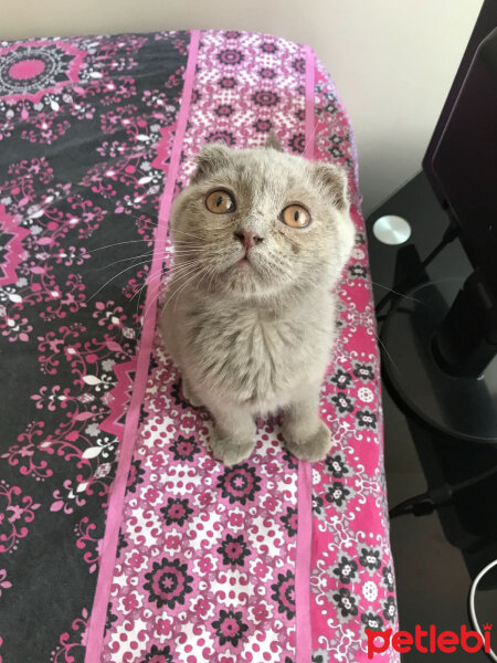 Scottish Fold, Kedi  Duman fotoğrafı