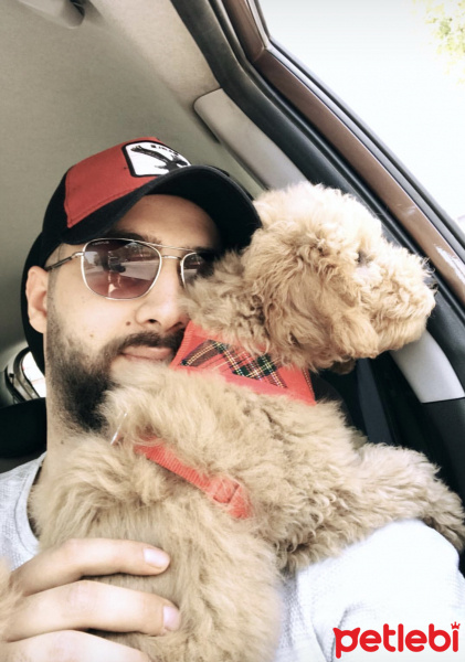 Poodle (Minyatür Kaniş), Köpek  TEDDY fotoğrafı