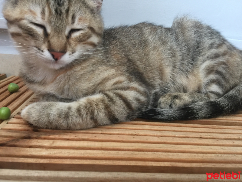 Tekir Kedi, Kedi  Çakıl fotoğrafı