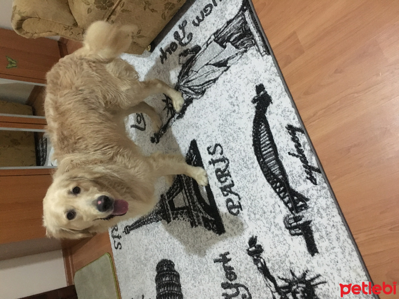Golden Retriever, Köpek  Teo fotoğrafı