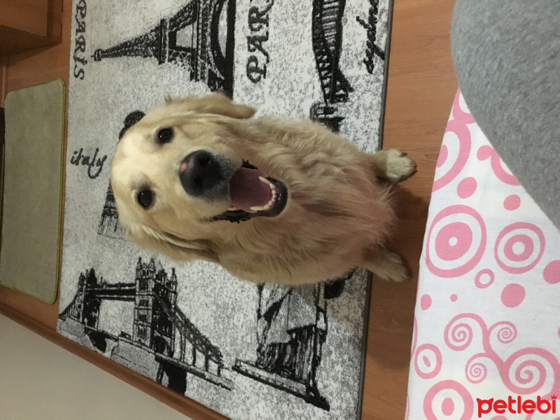Golden Retriever, Köpek  Teo fotoğrafı