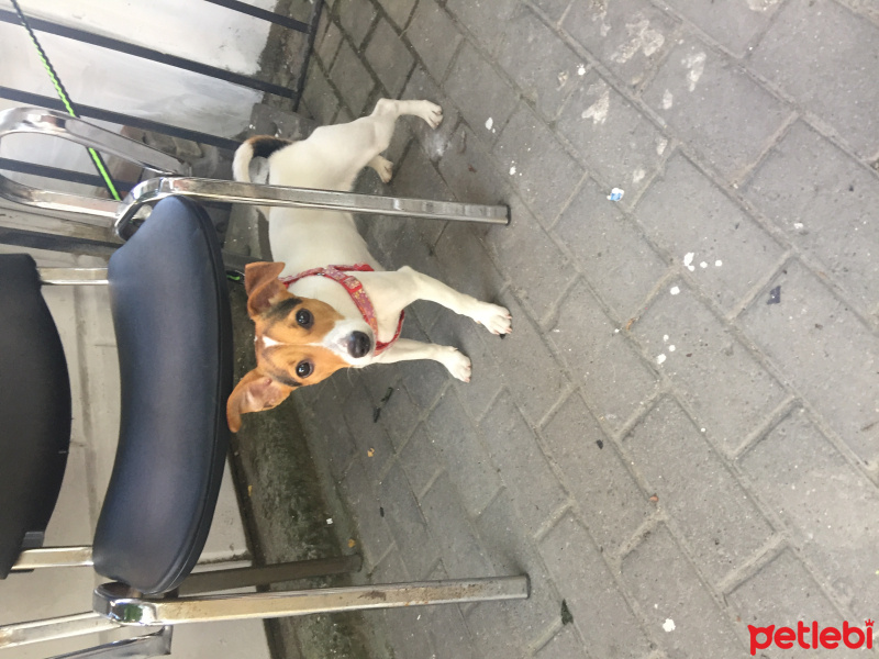 Jack Russell Terrier, Köpek  SAHİPLENDİ fotoğrafı