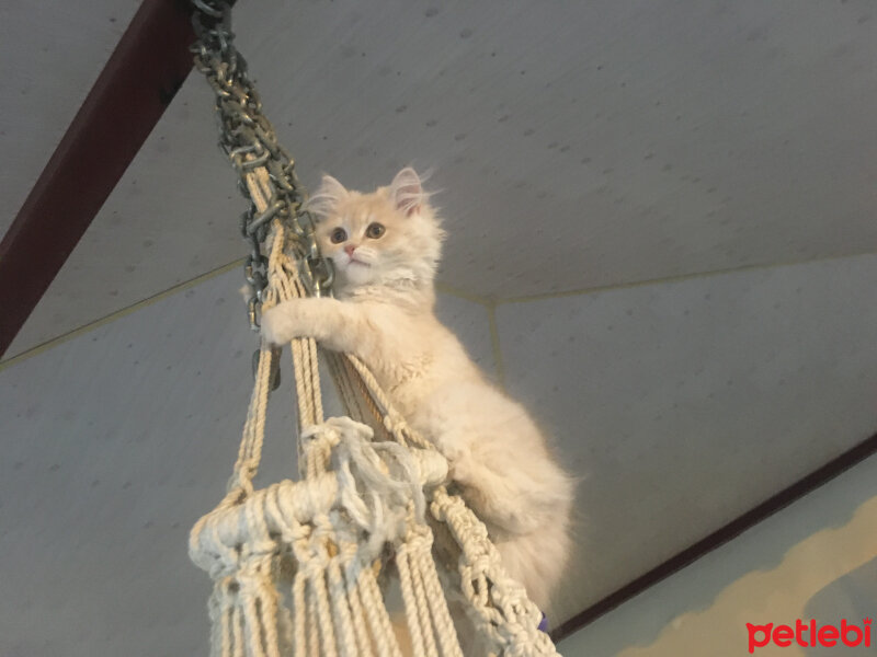 Chinchilla, Kedi  Venüs fotoğrafı