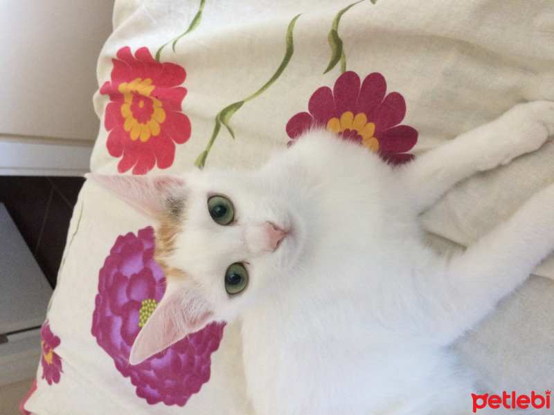Soke, Kedi  Boncuk fotoğrafı
