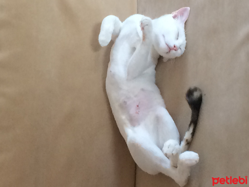 Soke, Kedi  Boncuk fotoğrafı